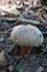 Mushroom Boletus Satanas with gray beige hat