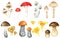 Mushroom Boletus watercolor set. Spongy mushroom, vegetarian gourmet cuisine, Amanita muscaria, Fly agaric Poisonous