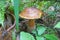 Mushroom BolÃ©tus erÃ½thropus with a brown hat and a yellow-red leg in the forest