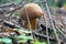 Mushroom BolÃ©tus erÃ½thropus with a brown hat and a yellow-red leg in the forest