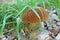 Mushroom BolÃ©tus erÃ½thropus with a brown hat and a yellow-red leg in the forest