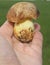 Mushroom Borovik Polish. Mushroom picking. Porcini mushroom in abundance, close-up. Fine food