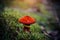 Mushroom with a bright red scaly cap, close-up, blurred green background. Boletinus asiaticus growing among moss in a humid forest