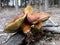 Mushroom brown boletus on stump in forest, Boletus badius