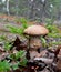 Mushroom brown cap boletus (lat. Leccinum) grown among fir elfin wood