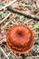 Mushroom with a brown cap lactarius close-up.