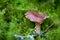 Mushroom with a brown hat on green moss in the wild forest. The mushroom grows in a green forest. Mushroom closeup. Mushrooms in