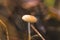 Mushroom called Panaeolus