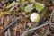 Mushroom called scleroderma bovista in the forest