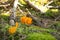 Mushroom Calocera viscosa in the forest undergrowth