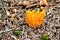 Mushroom Calocera viscosa growing in forest litter