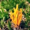 Mushroom Calocera Viscosa surrounded by moss.  Yellow stagshorn. Member of the Dacrymycetes