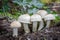 Mushroom Calocybe gambosa commonly known as St. Georges mushroom