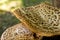 Mushroom cap wild vegetable background brown mottled close-up design base on blurred green fullness