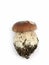 Mushroom. A cep.