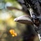 Mushroom of a chaga Inonotus grows on a birch