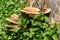 Mushroom chaga tree trunk nettle