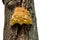 Mushroom chaga tree trunk yellow