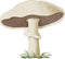 Mushroom champignon. Vector
