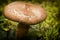 Mushroom (Chroogomphus rutilus) close up