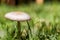 Mushroom close-up