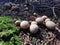 Mushroom close up in the forest 3