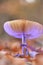 Mushroom close-up in purple light. fantasy glowing mushrooms. Autumn season.Autumn mood.