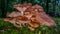 Mushroom cluster closeup