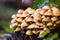 Mushroom Cluster in Scotland