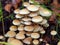 Mushroom cluster Sheated Woodtuft in forest, fall season nature in detail