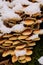 Mushroom cluster in snow
