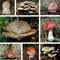 Mushroom collage