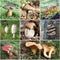 Mushroom Collage