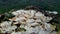 Mushroom colony pile texture on blurred background