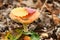 Mushroom with coloured leaf