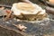 Mushroom - common root sponge PHELLINUS IGNIARIUS