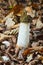 Mushroom `common stinkhorn` or `phallus impudicus
