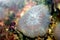 Mushroom coral (Actinodiscus)