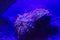 Mushroom coral even luminescent close up
