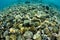 Mushroom Corals on Reef in Indonesia