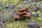 Mushroom from Cortinarius genus