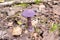 The mushroom of Cortinarius violaceus