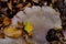 Mushroom covered by leaves and a beechnut