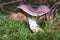 Mushroom with a curvy top growing on a grassland