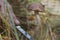 Mushroom cutting in the forest - close up view of hand with knife and big boletus