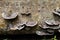 Mushroom on a decayed timber