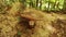 Mushroom in deciduous forest