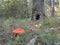 Mushroom in the deciduous forest