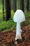 Mushroom destroying angel