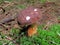 Mushroom detail in forest growing in moss